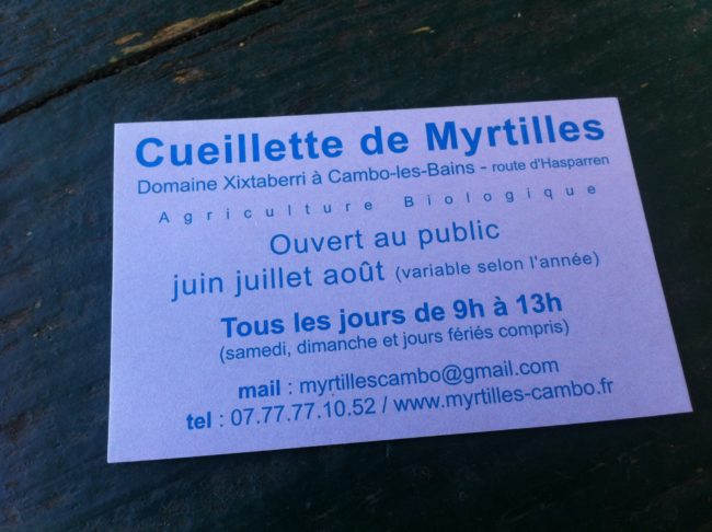 Cueillette myrtilles