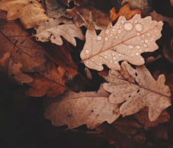 L&rsquo;Agenda de Novembre