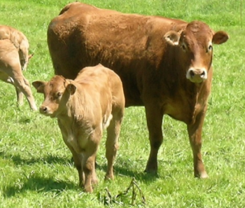 Biozkaria souhaite relever le défi des 20% de bio dans les cantines > MEDIABASK