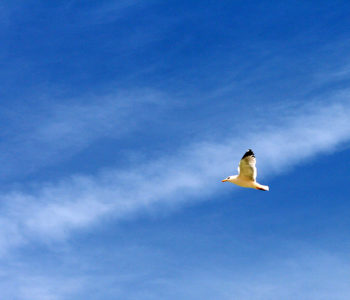 Prendre de la hauteur