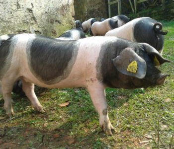 Le vrai bon cochon est ici !