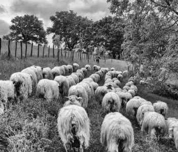 La ferme Kurutzaldia