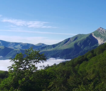 Le chant des cloches ou l’appel de la Forêt !