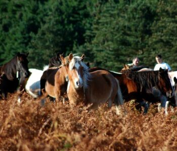 Les gardiens de Larrun
