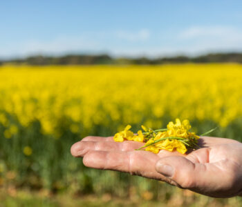 Les huiles Nouste Ekilili