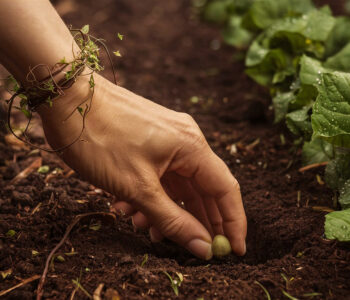 Faire germer pour (se) NOURRIR